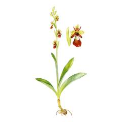Офрис Насекомоносная / Ophrys Insectifera