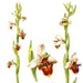   / Ophrys Oestrifera