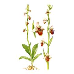 Офрис Оводоносная / Ophrys Oestrifera