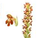   / Orchis Coriophora