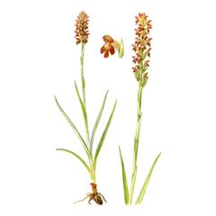 Ятрышник Клопоносный / Orchis Coriophora