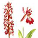   / Orchis Mascula