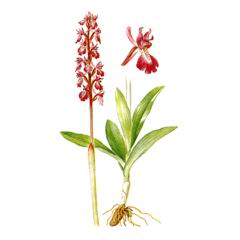 Ятрышник Мужской / Orchis Mascula