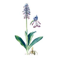 Ятрышник Шлемоносный / Orchis Militaris