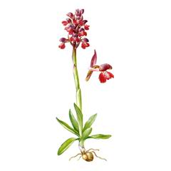 Ятрышник-дремлик / Orchis Morio