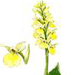   / Orchis Pallens