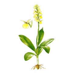   / Orchis Pallens