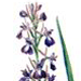   / Orchis Palustris