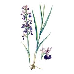 Ятрышник Болотный / Orchis Palustris