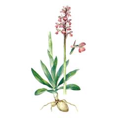 Ятрышник Раскрашенный / Orchis Picta