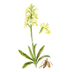   / Orchis Provincialis