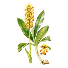 Ятрышник Мелкоточечный / Orchis Punctulata