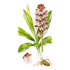   / Orchis Purpurea