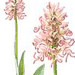   / Orchis Simia