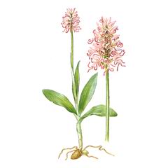 Ятрышник Обезьяний / Orchis Simia