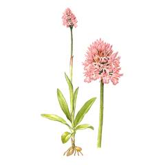 Ятрышник Трехзубчатый / Orchis Tridentata