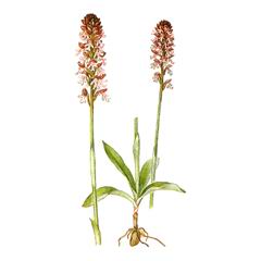 Ятрышник Обожженный / Orchis Ustulata