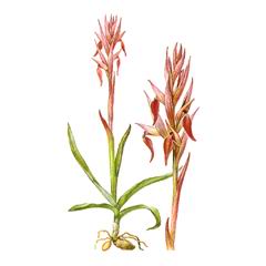 Серапиас Сошниковый / Serapias Vomeracea
