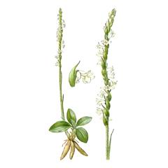 Скрученник Спиральный / Spiranthes Spiralis