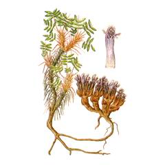 Маннагеттея Гуммеля / Mannagettaea Hummelii M. Ircutensis M. Pop.