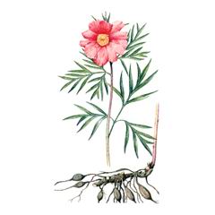 Пиoн Степной (гибридный) / Paeonia Hybrida