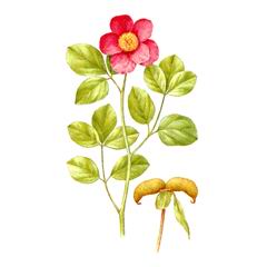 Пион Кавахский / Paeonia Kavachensis P. Caucasica Schipcz Schipcz.