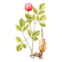 Пион Обратнояйцевидный / Paeonia Obovata