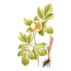 Пион Горный / Paeonia Oreogeton