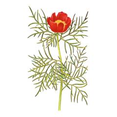 Пион Тонколистный / Paeonia Tenuifolia Incl. P. Biebersteiniana Rupr., P. Carthalinica Ketzch., P. Lithophila Kotov