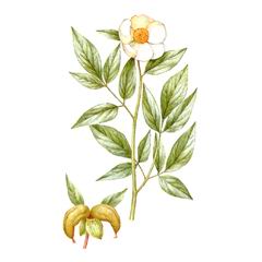 Пион Витмана / Paeonia Wittmanniana