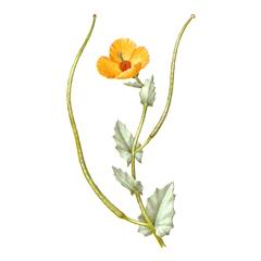 Мачок (глауциум) Желтый / Glaucium Flavum