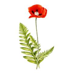 Мак Прицветниковый / Papaver Bracteatum
