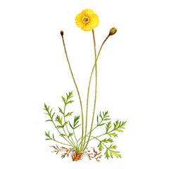 Мак Лапландский / Papaver Lapponicum
