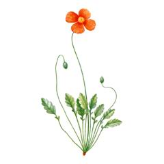 Мак Лизы / Papaver Lisae