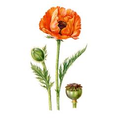 Мак Восточный / Papaver Orientale