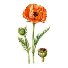   / Papaver Orientale