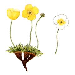 Мак Уэлпола / Papaver Walpolei