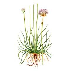 Армерия Обыкновенная / Armeria Vulgaris A. Elongata Hoffm. Koch