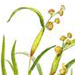 Влагалищецветник Маленький / Coleanthus Subtilis