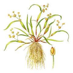 Влагалищецветник Маленький / Coleanthus Subtilis