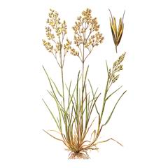 Луговик Турчанинова / Deschampsia Turczaninowii