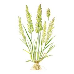 Двутычинница Двутычинковая / Diandrochloa Diarrhena Eragrostis Diarrhena Schult. Et Schult. Fil. Steud.