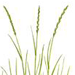   / Elytrigia Stipifolia Agropyron Stipifolium Czern. Ex Nevski