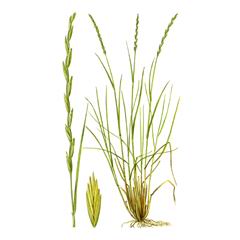 Пырей Ковылелистный / Elytrigia Stipifolia Agropyron Stipifolium Czern. Ex Nevski