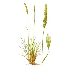 Тонконог Жестколистный / Koeleria Sclerophylla