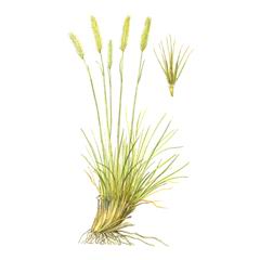 Ломкоколосник Дагестанский / Psathyrostachys Daghestanica Elymus Daghestanicus Alexeenko