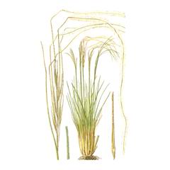   / Stipa Dasyphylla