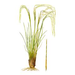 Ковыль Перистый / Stipa Pennata S. Joannis Celak.