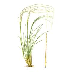   / Stipa Pulcherrima