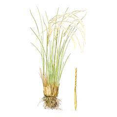 Ковыль Залесского / Stipa Zalesskii Incl. S. Ucrainica P. Smirn., S. Rubens P. Smirn., S. Glabrata P. Smirn.